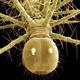 Illustration for article titled The Tongue Of The Dung Fly Speaks Volumes